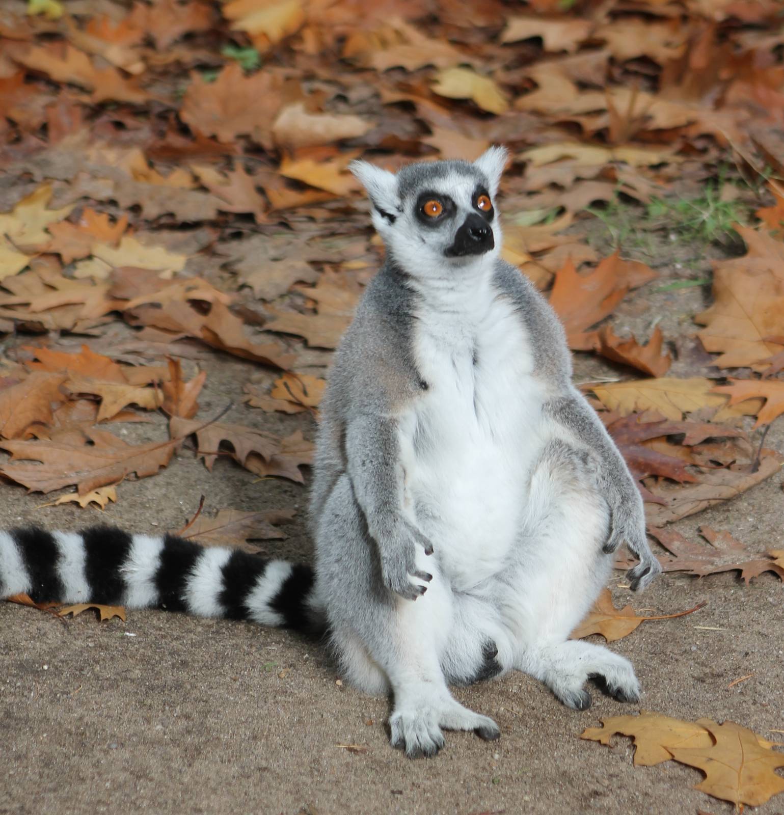 Sun-bathing Ring-tailed lemur