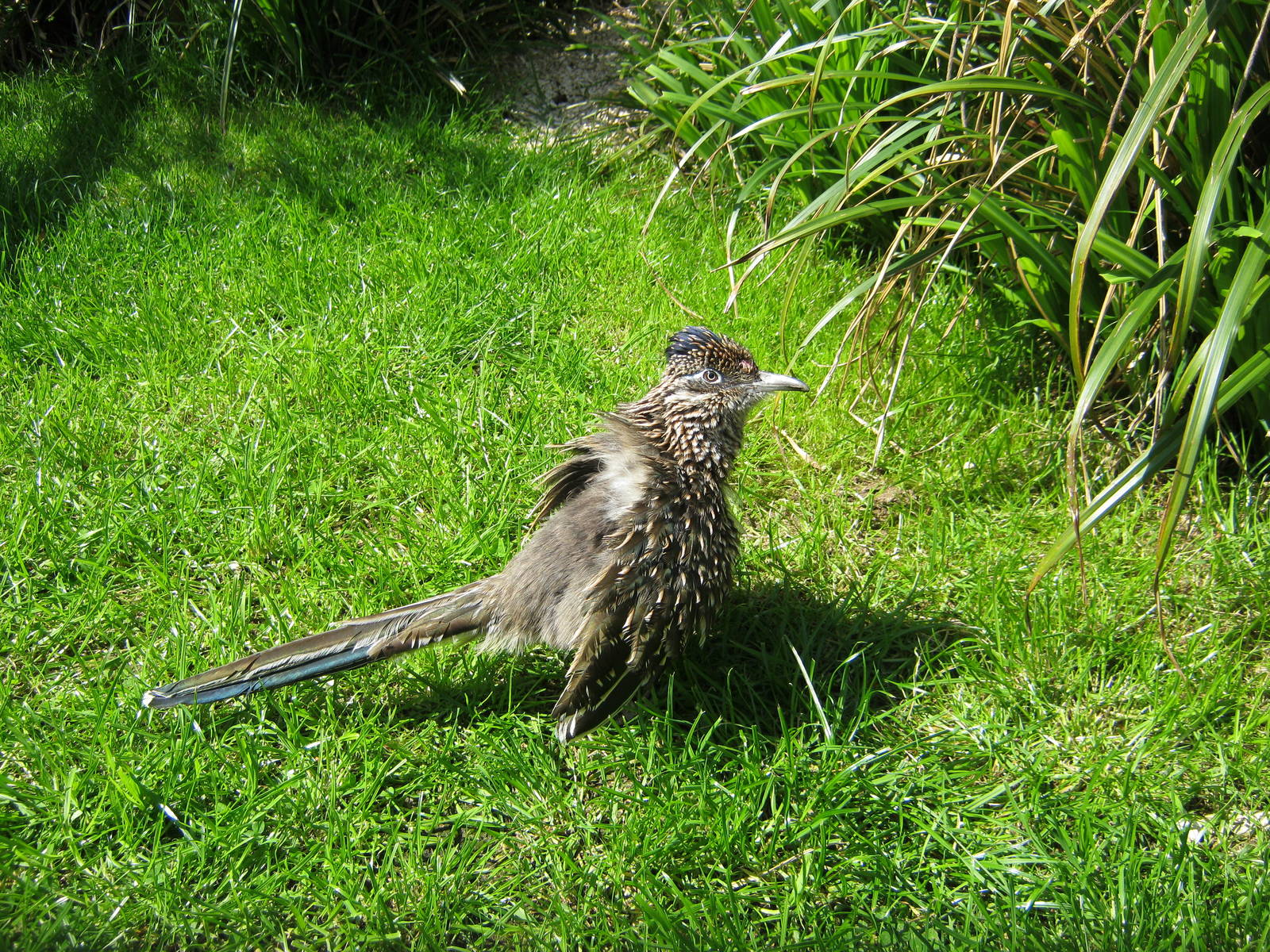 Sun-bathing Roadrunner 2012