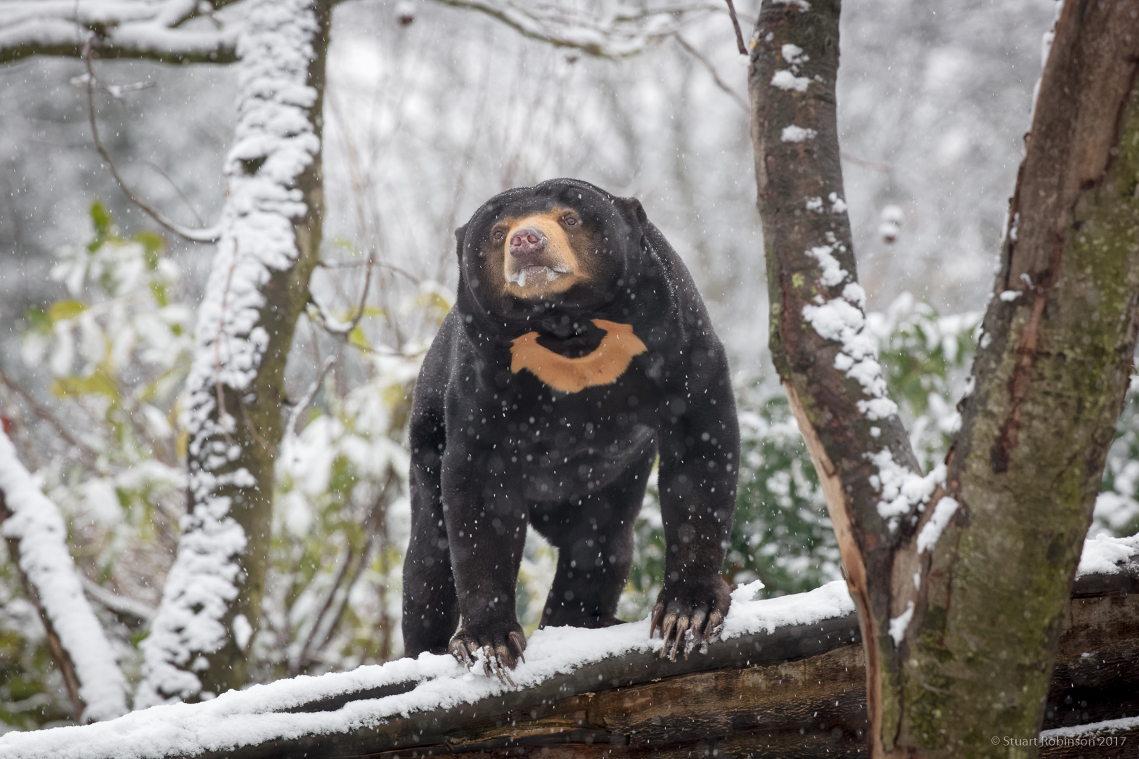 Sun Bear - 10/12/2017