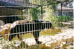 Sun bear 1990
