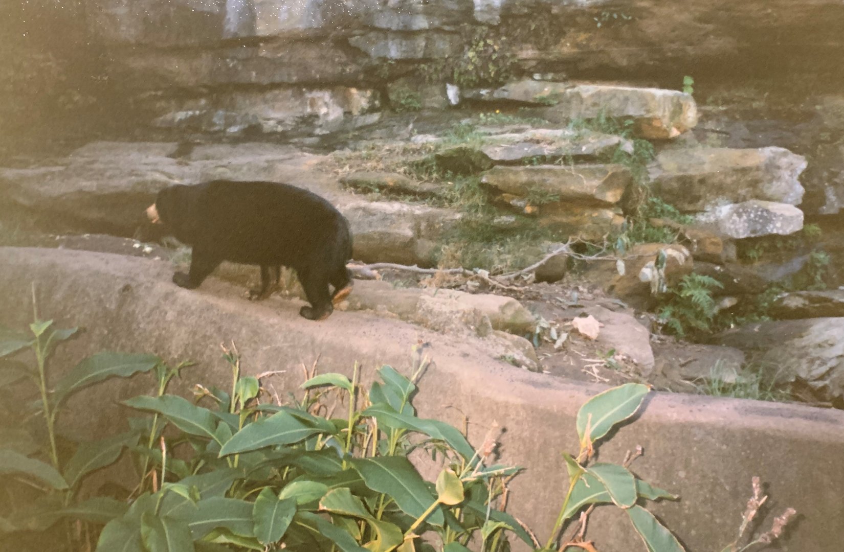 Sun Bear (1996)