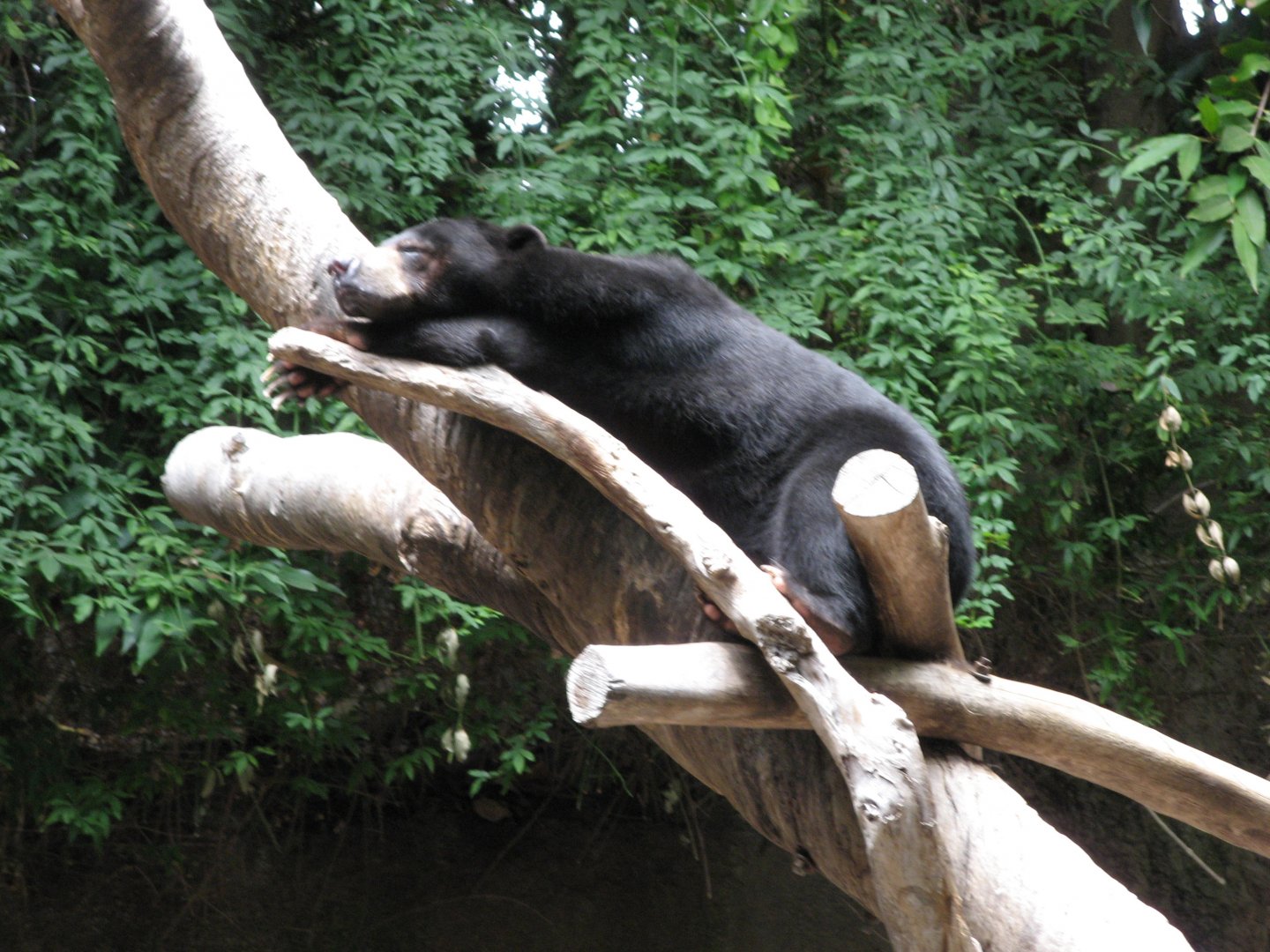 Sun Bear (2008)
