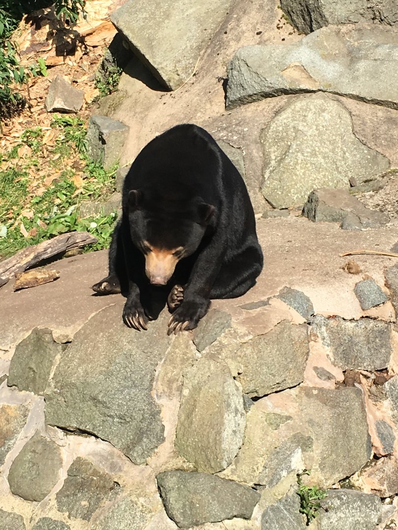 Sun bear (2019)