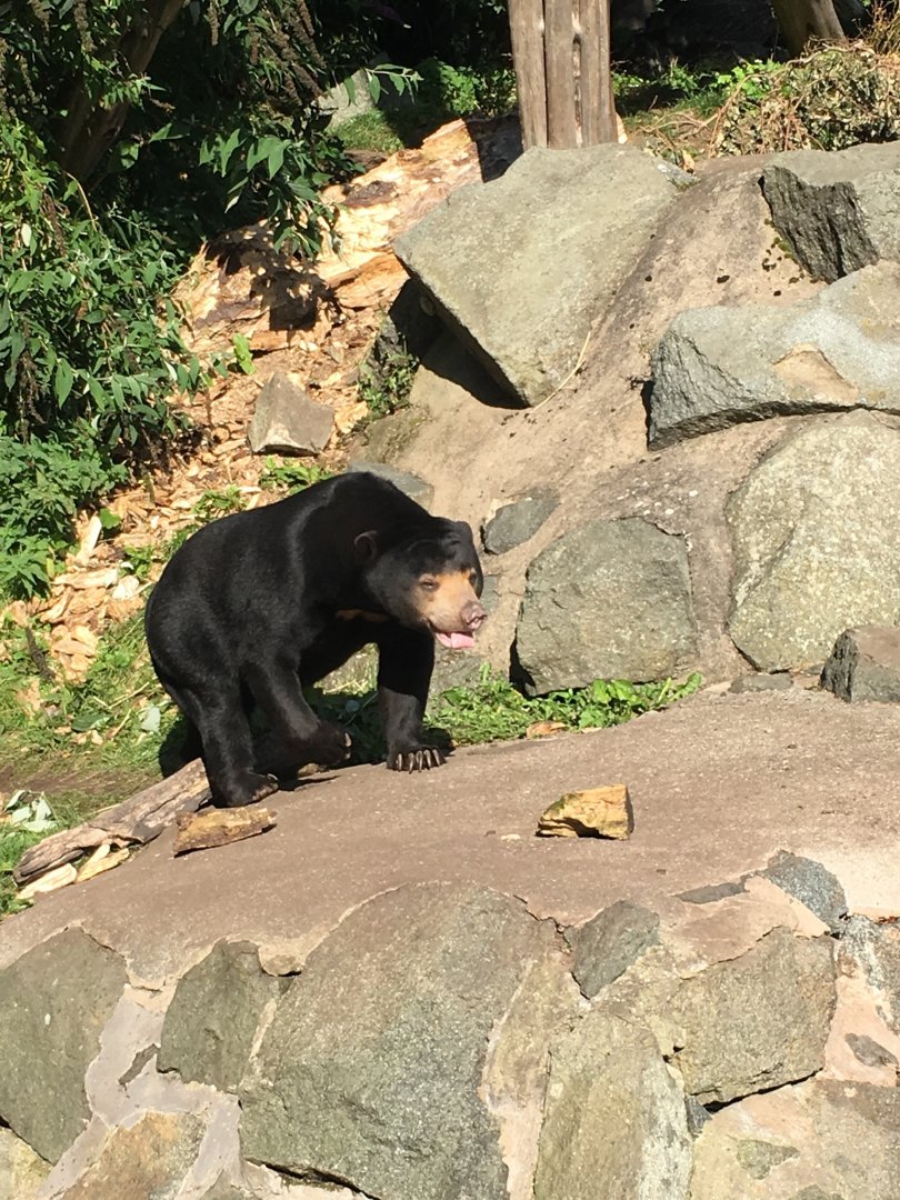 Sun bear (2019)