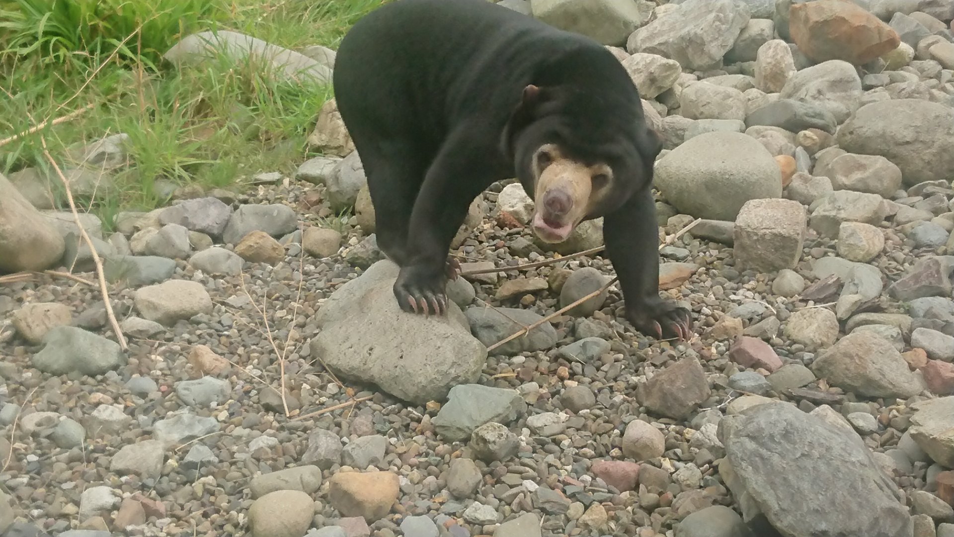 Sun Bear 23/9/19