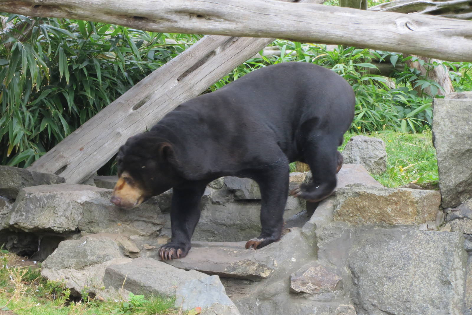 Sun Bear 240815