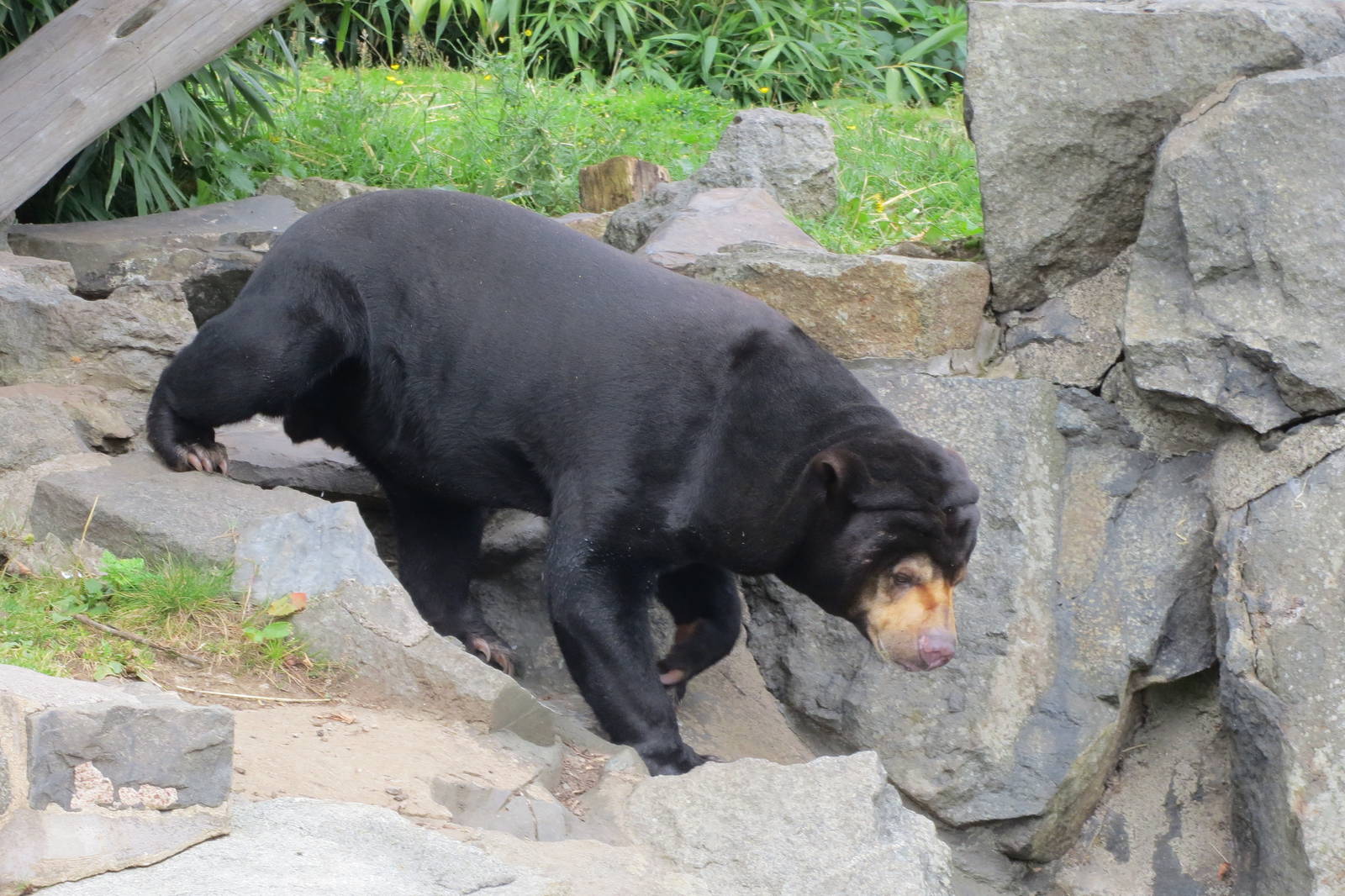 Sun Bear 240815