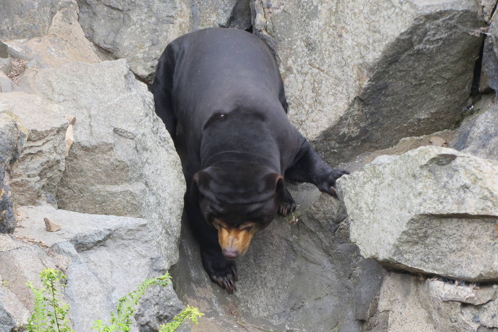 Sun Bear 240815