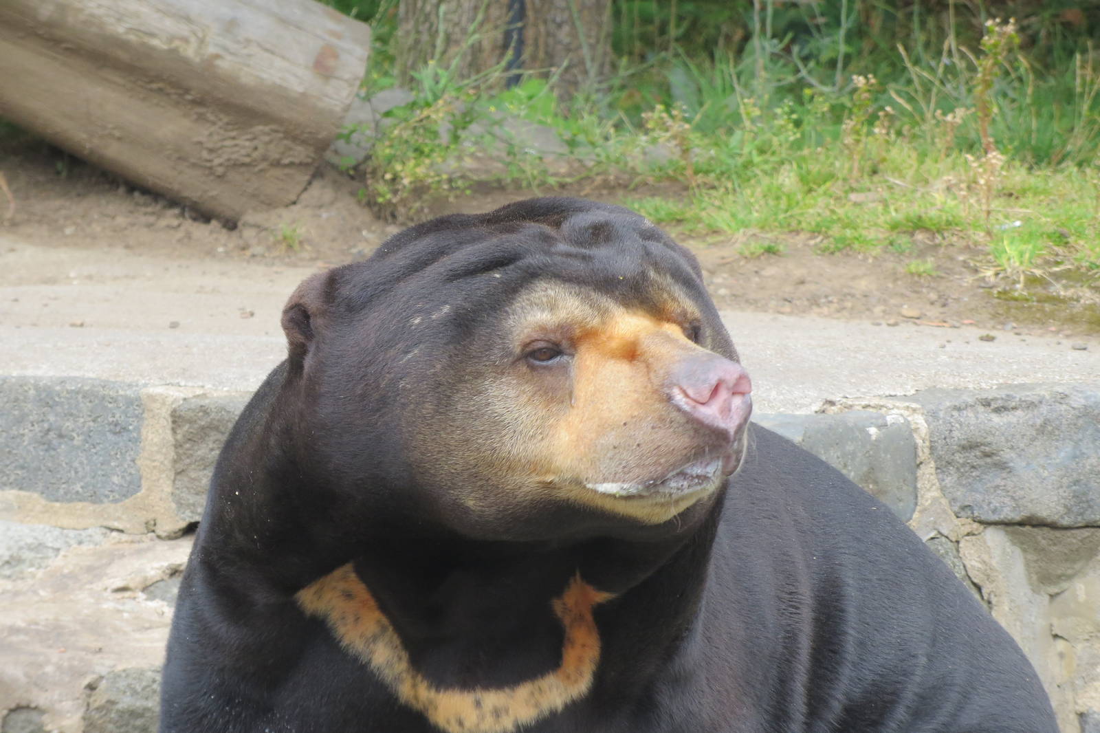 Sun Bear 240815