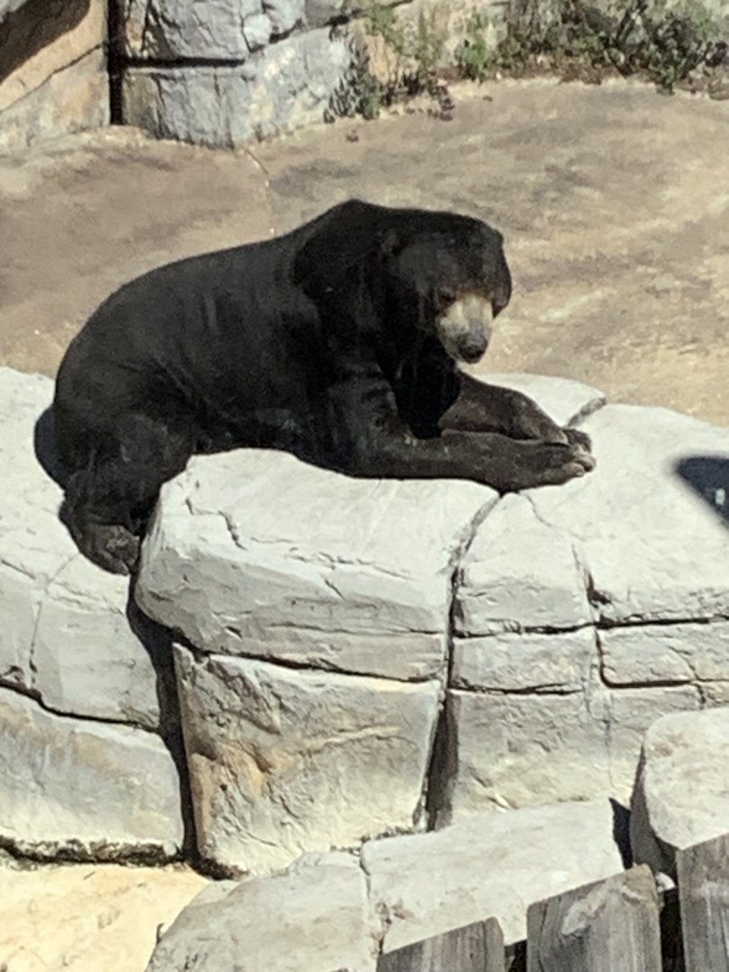 Sun Bear 3/20/24