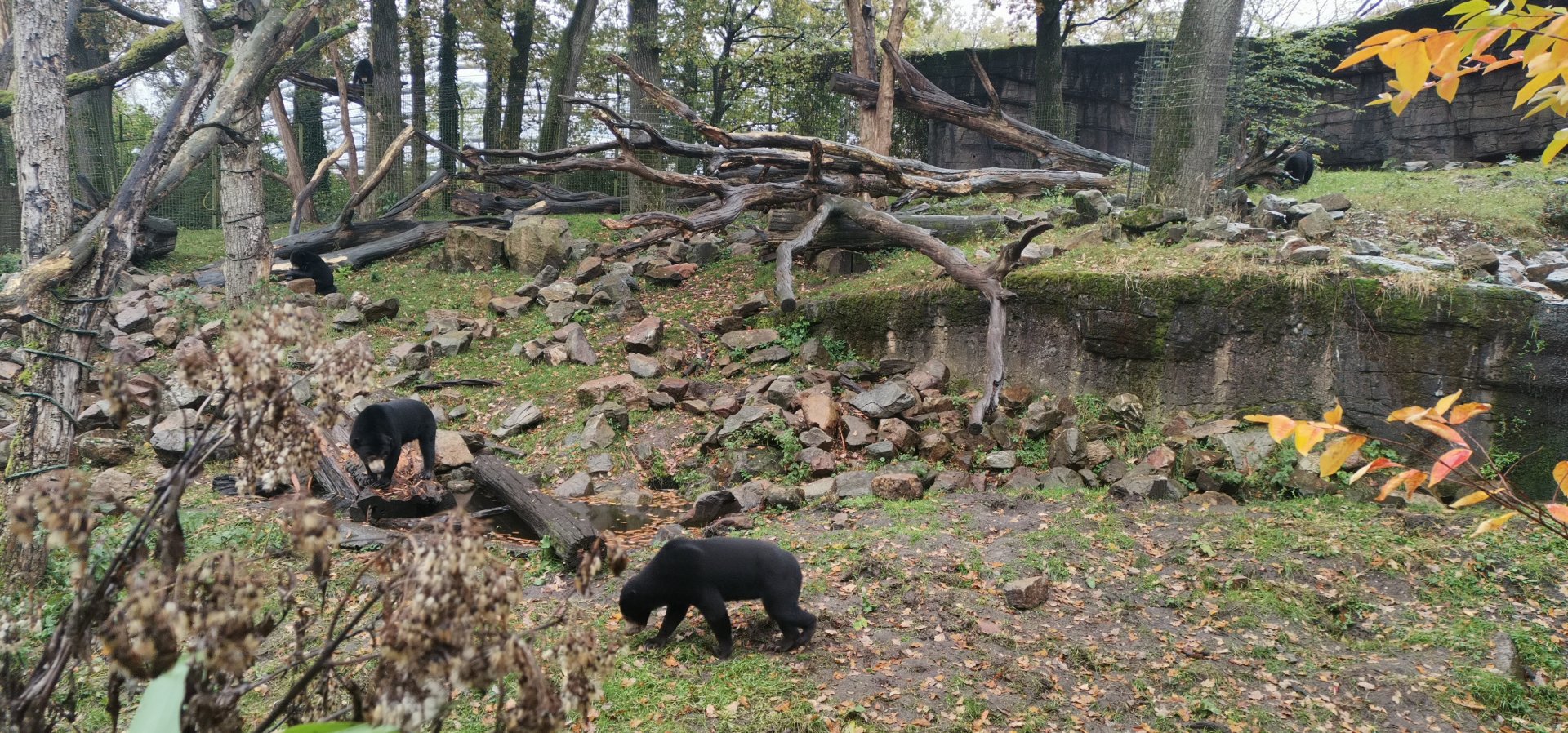 Sun Bear - 5 individuals