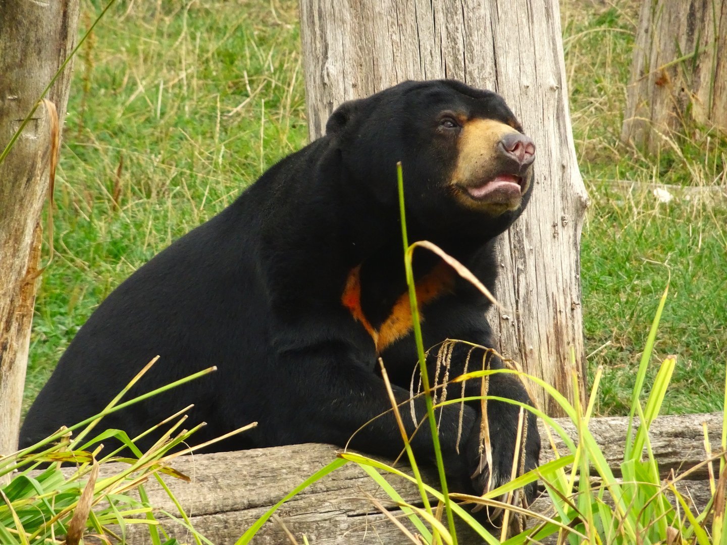 Sun Bear 6 September 2025