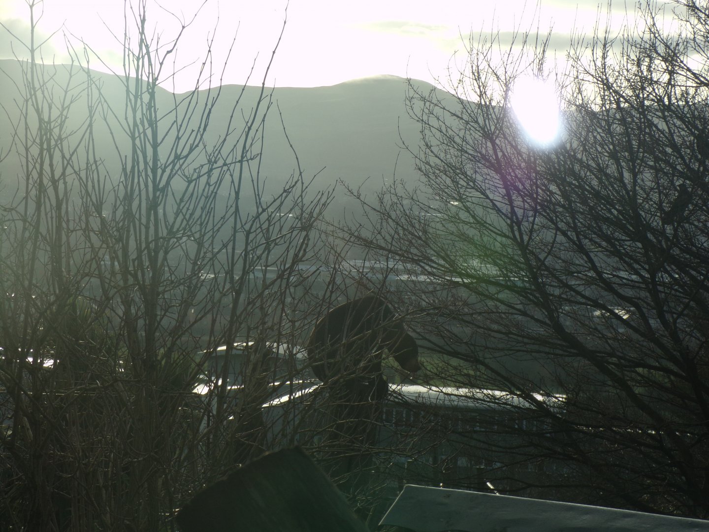 Sun bear and a view 13.1.24