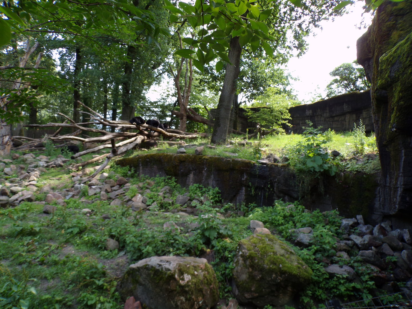 Sun bear and Binturong enclosure 6.7.23