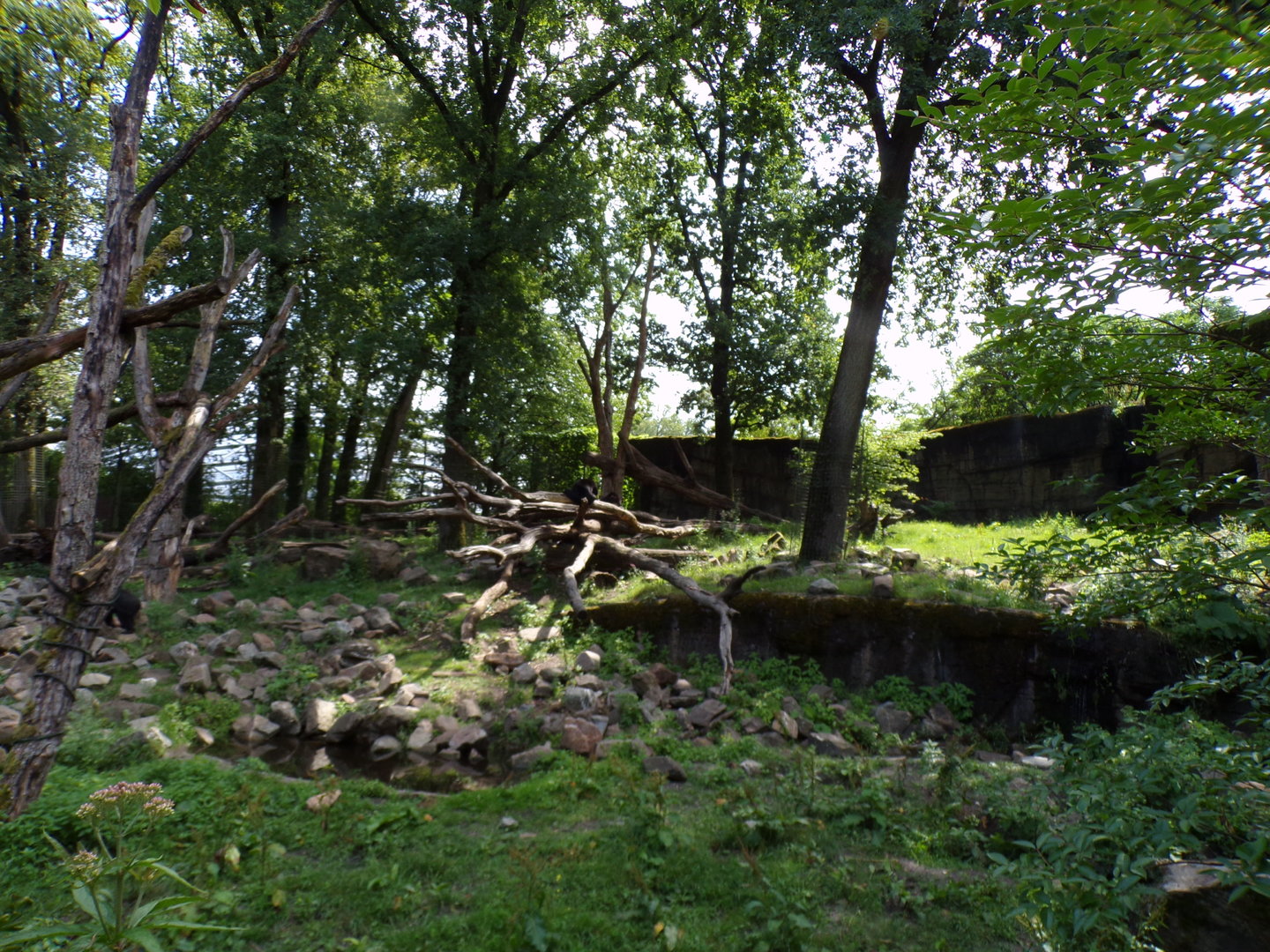 Sun bear and Binturong enclosure 6.7.23