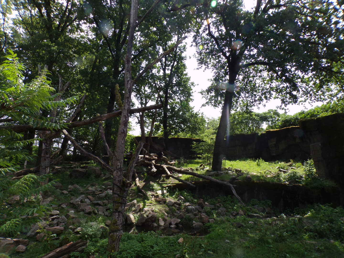 Sun bear and Binturong enclosure 6.7.23