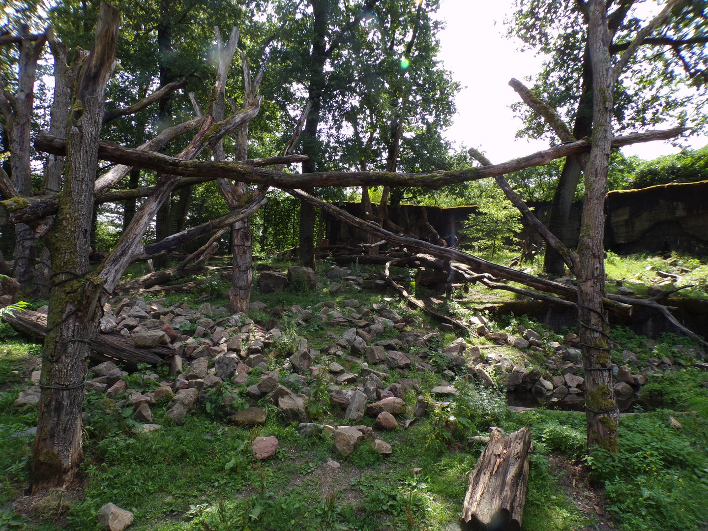 Sun bear and Binturong enclosure 6.7.23