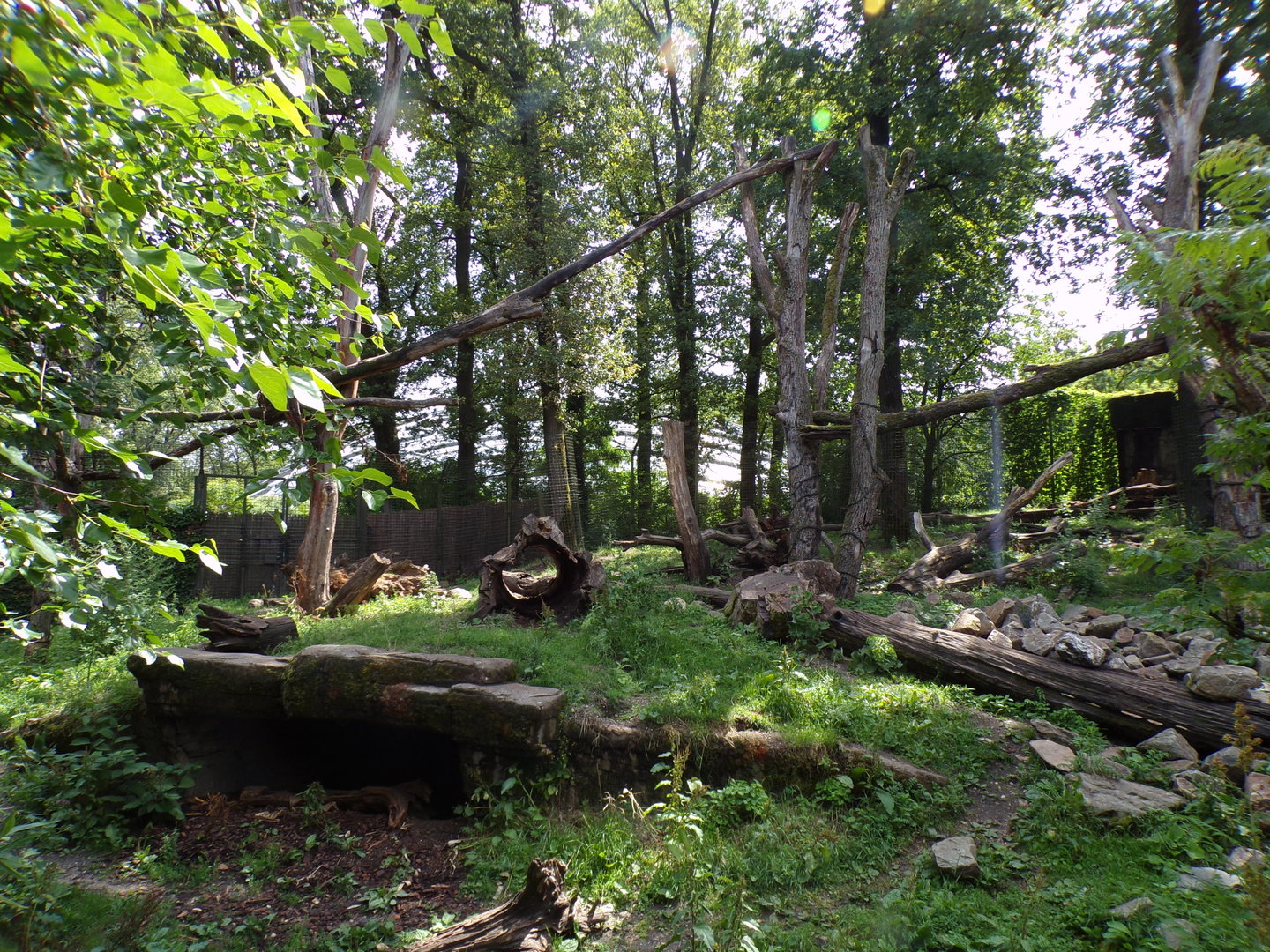 Sun bear and Binturong enclosure 6.7.23