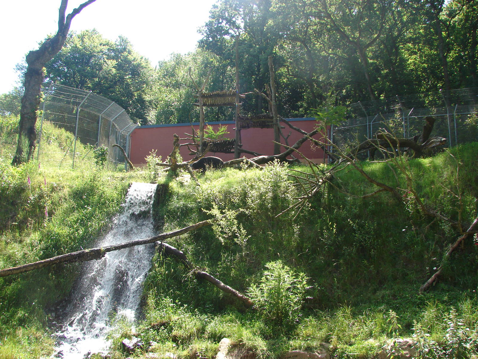 Sun bear and dhole exhibit