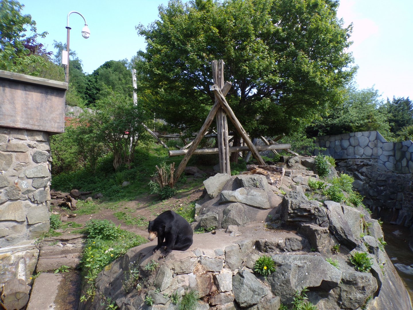 Sun bear and enclosure 11.5.24
