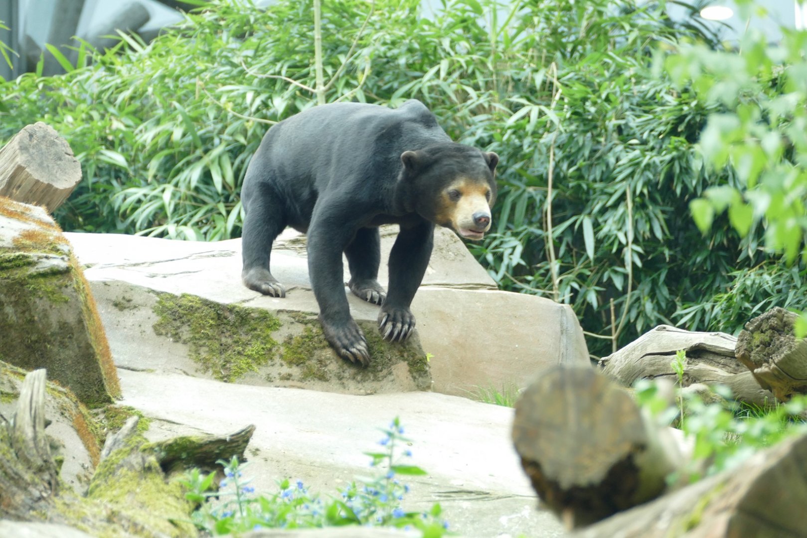 Sun Bear, April 2022