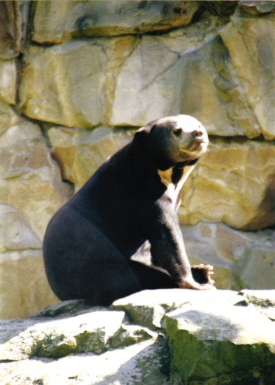 sun bear at Berlin Zoo