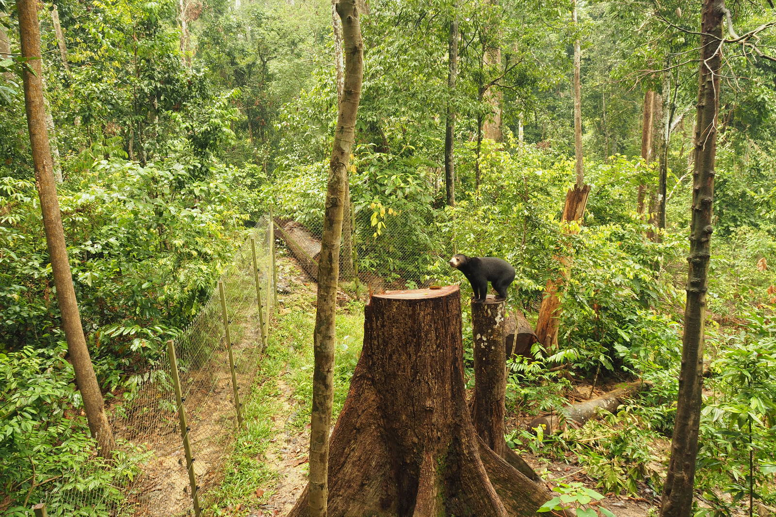 Sun Bear at Bornean Sun Bear Rehabilitation Centre