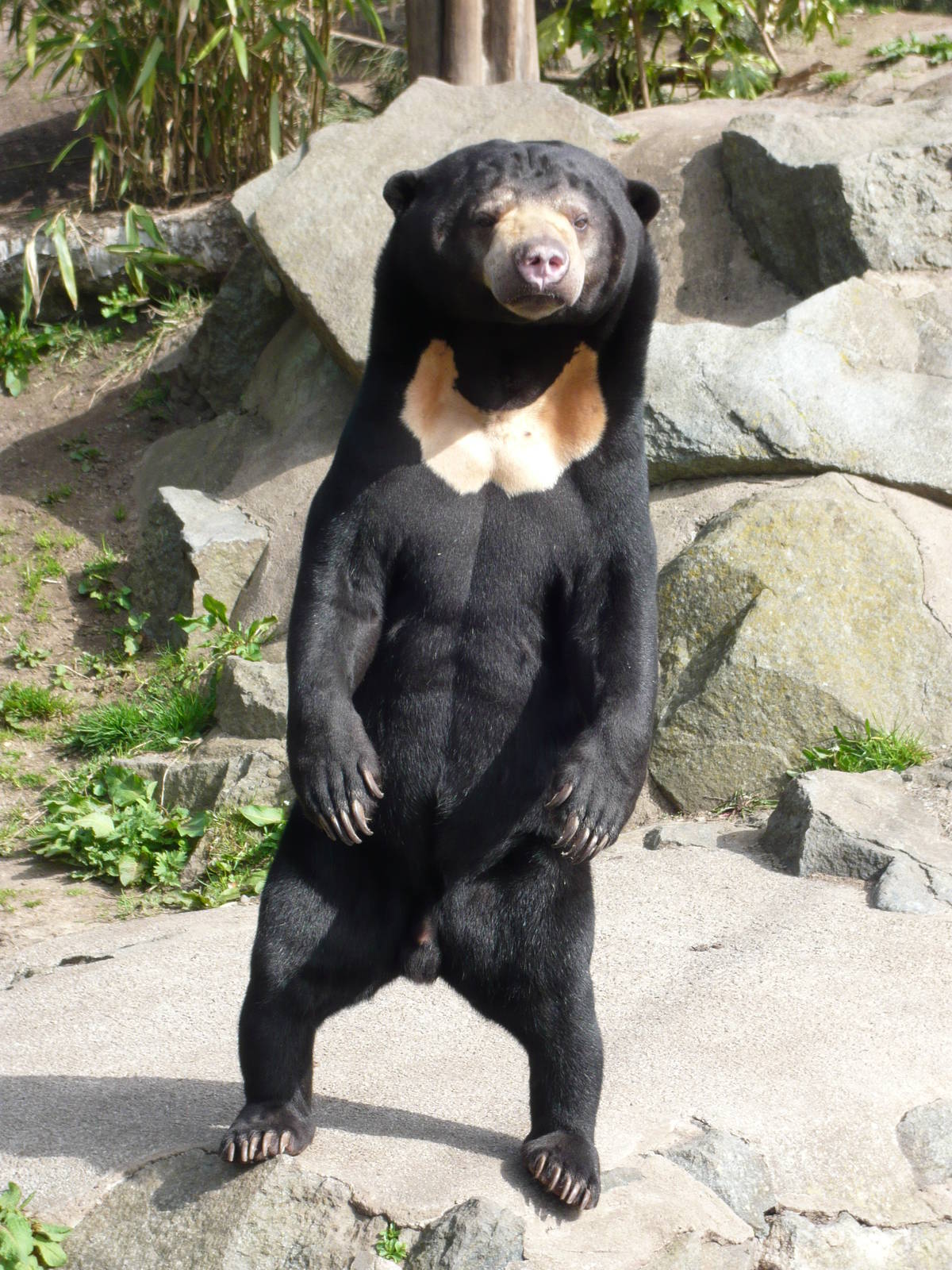 Sun Bear at Edinburgh Zoo - 9th April 2011