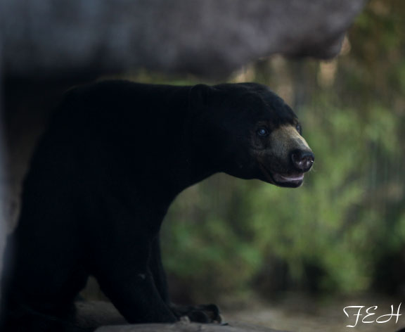 sun bear at night