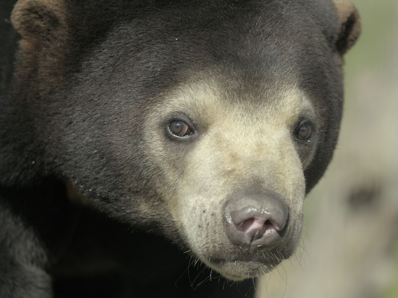 Sun bear at RSCC