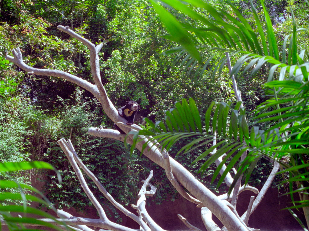 Sun Bear at San Diego Zoo 1998