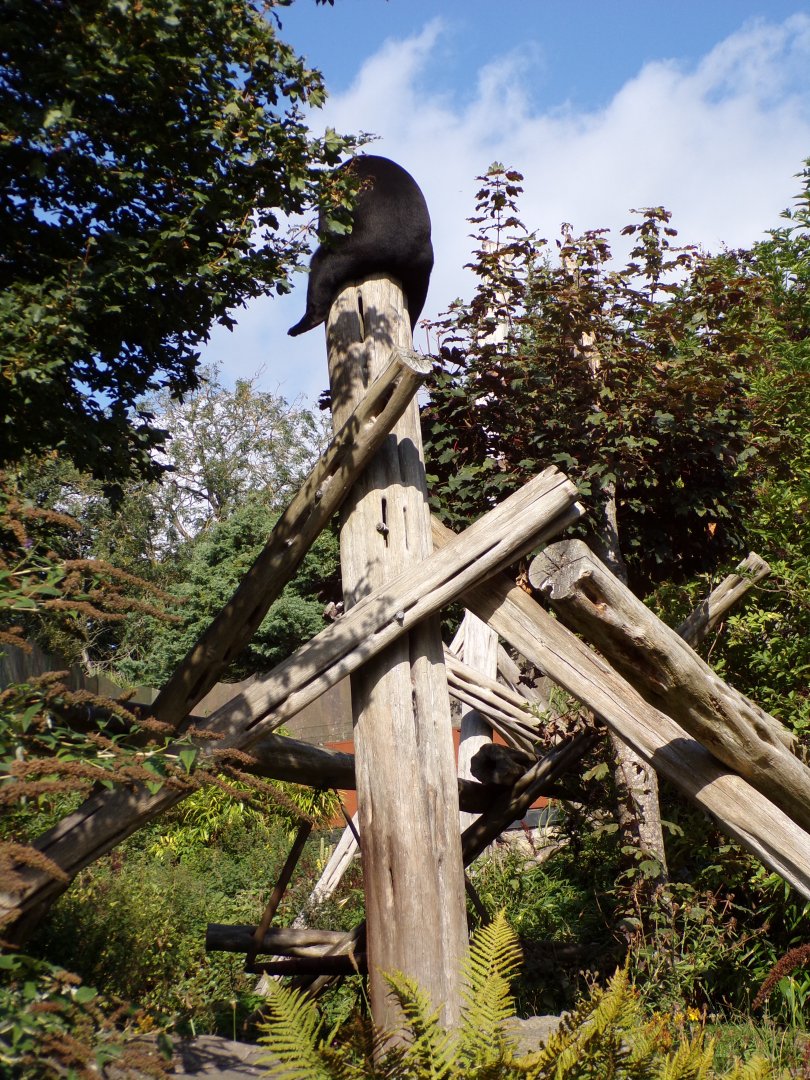 Sun bear at the top of the pole 9.9.23