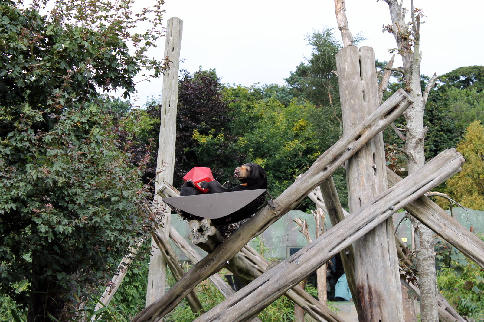 Sun Bear - August 2012