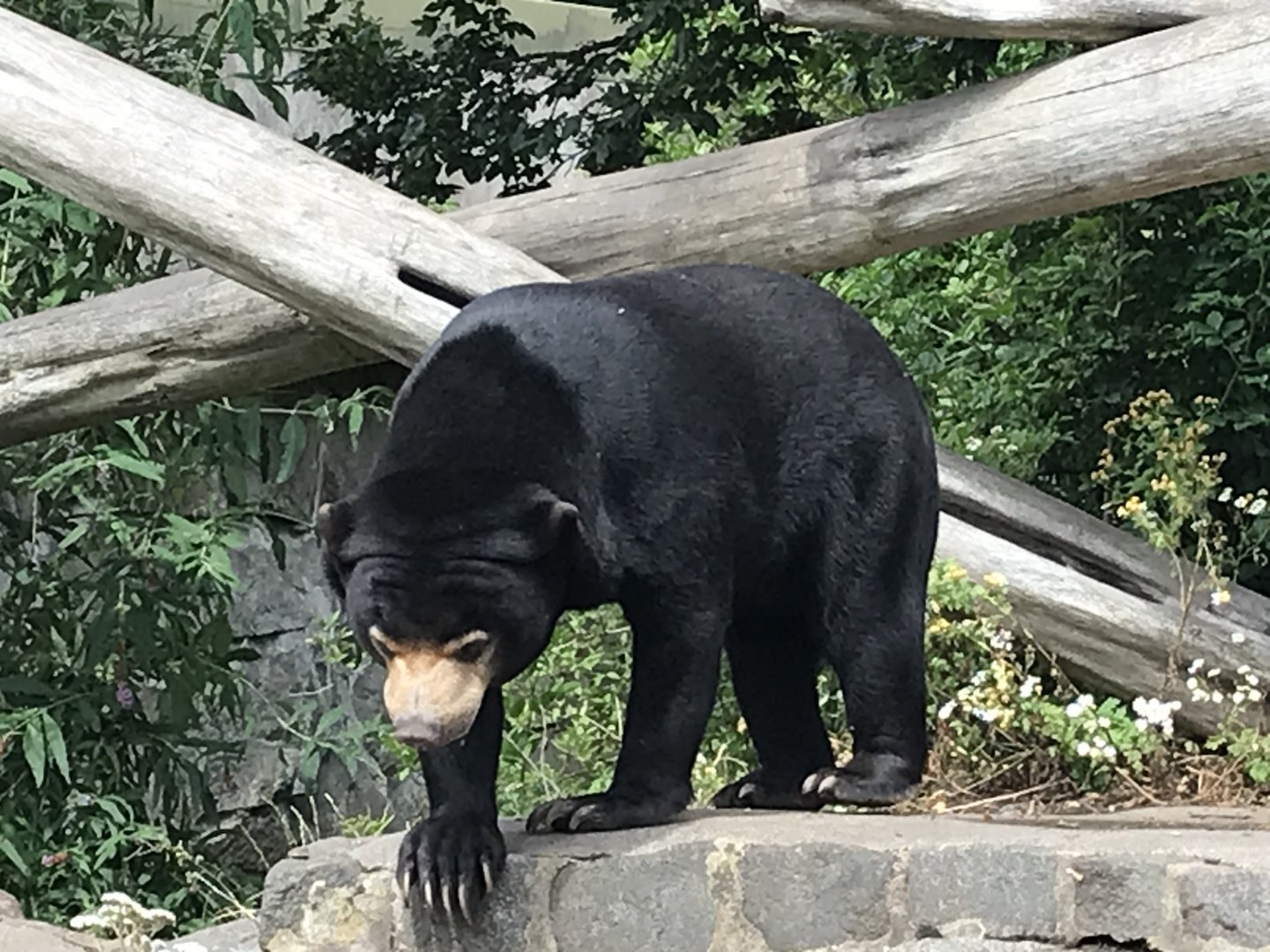 Sun bear “Babu”