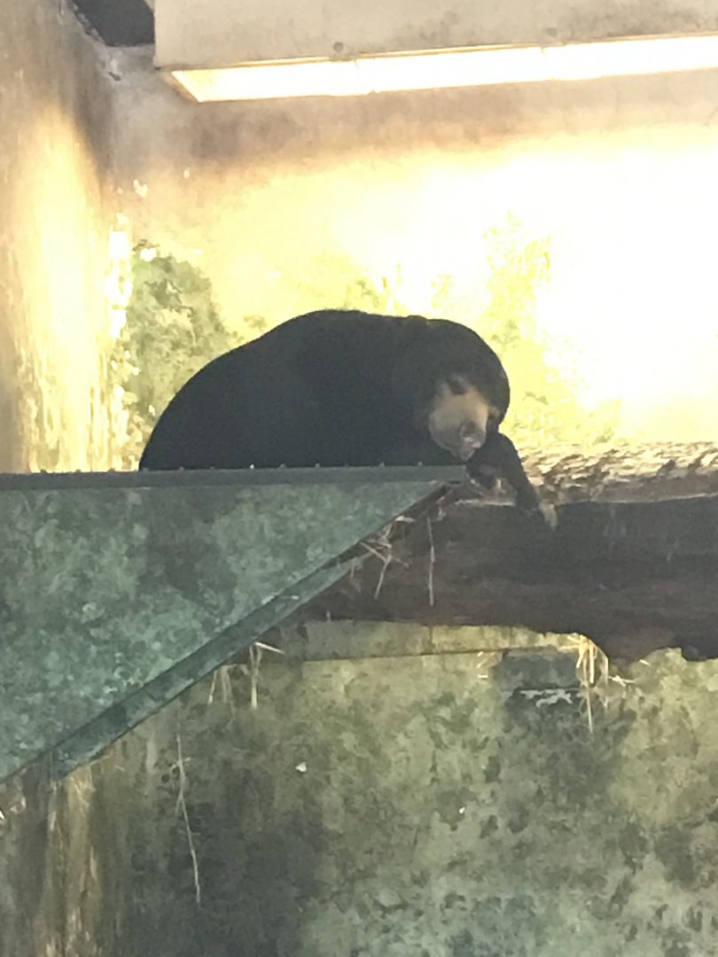 Sun bear “Babu”