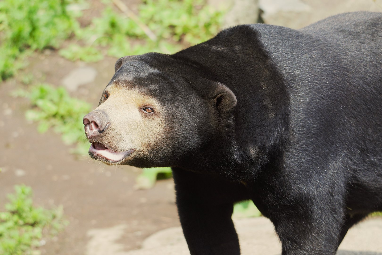 Sun Bear - Babu