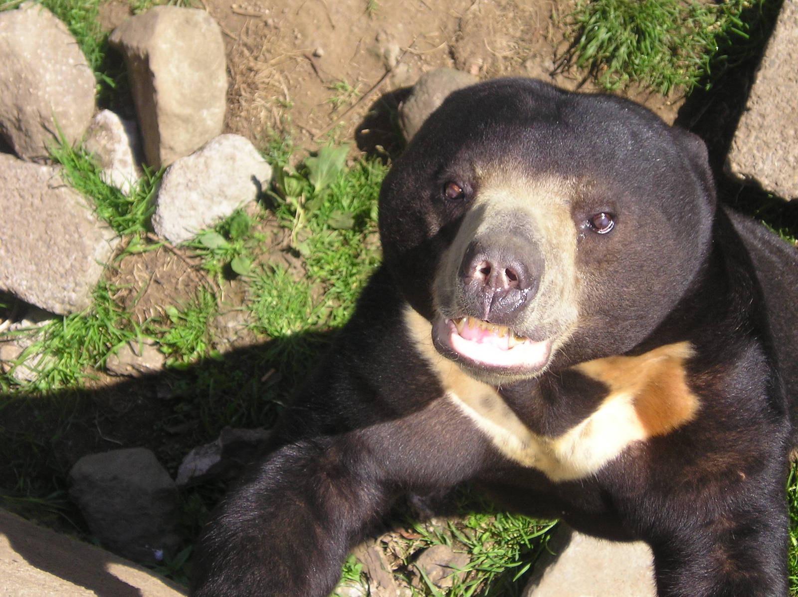 Sun bear - Belfast 05
