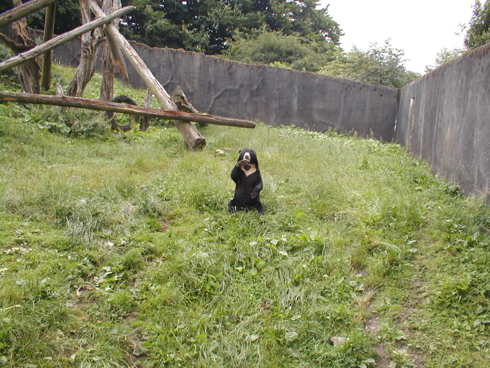 Sun bear - Belfast