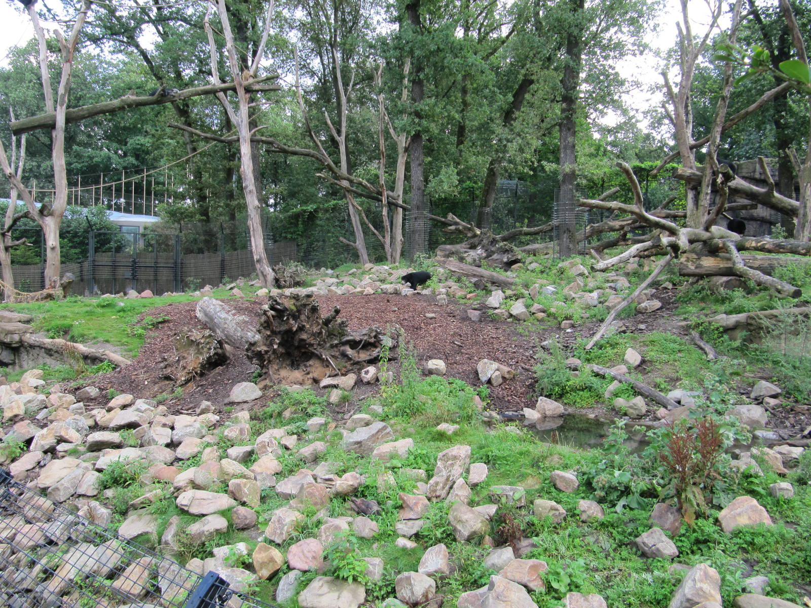 Sun Bear & Binturong 2010