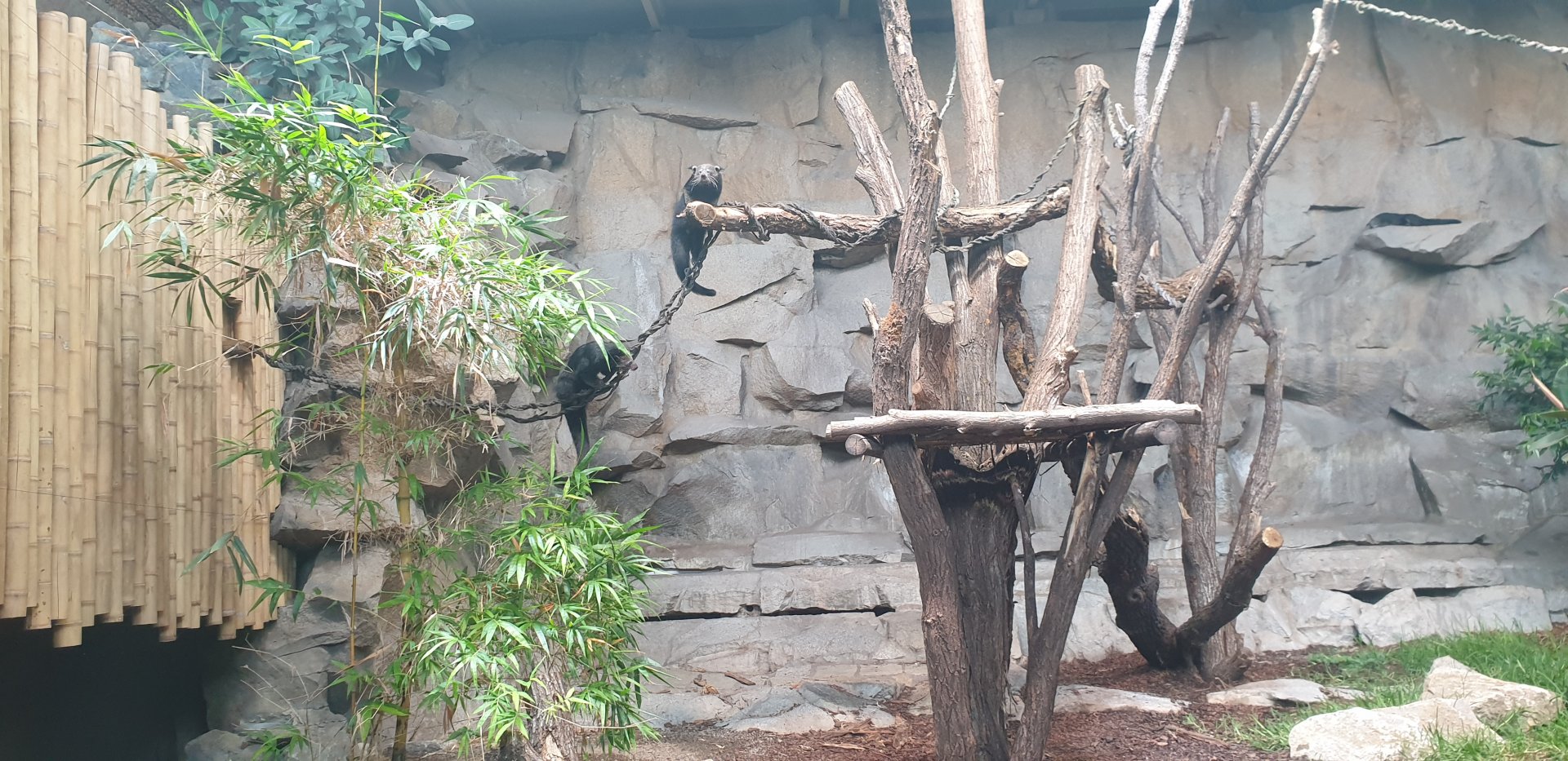 Sun Bear/Binturong indoor ABH