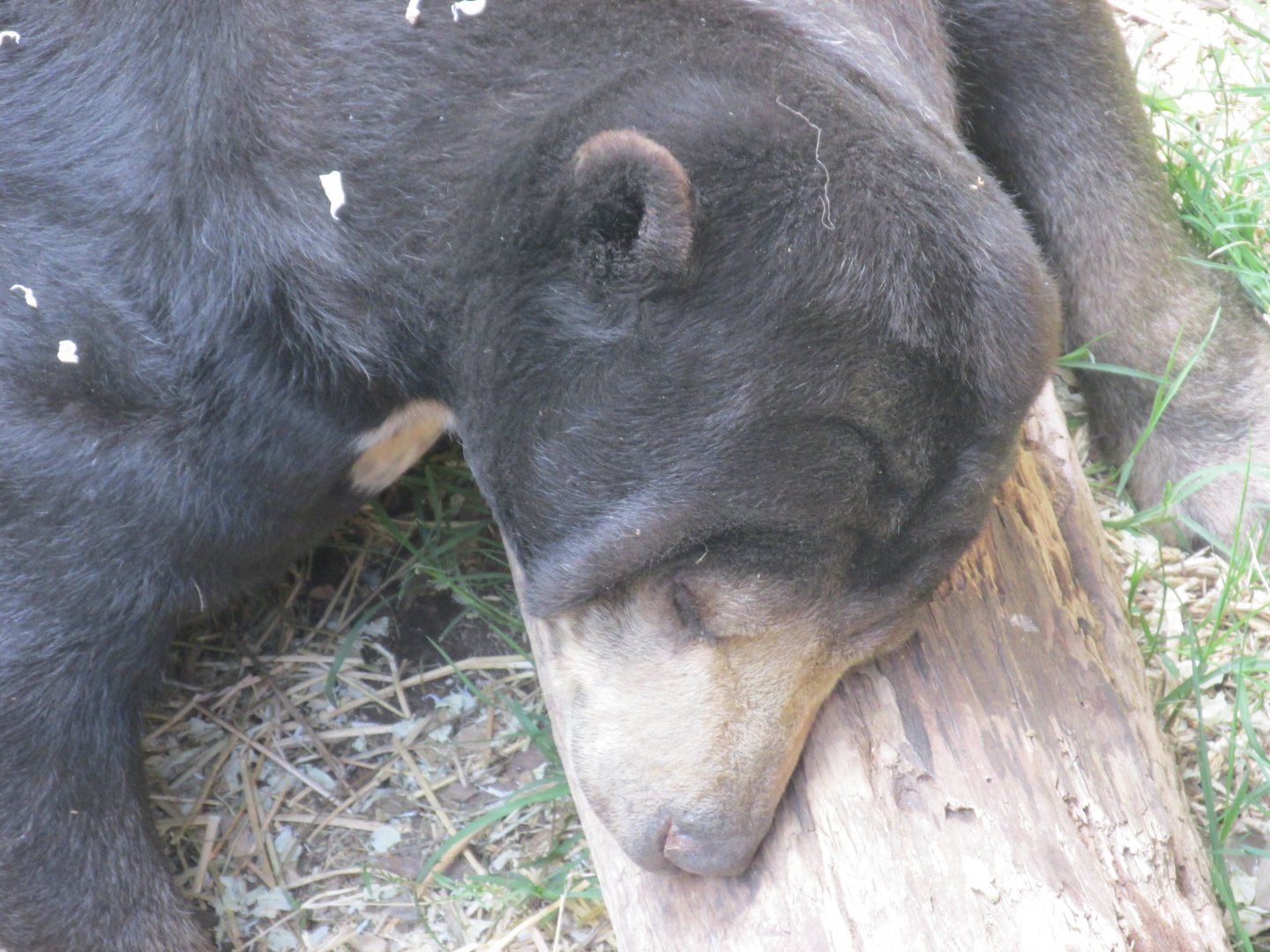sun bear buin zoo