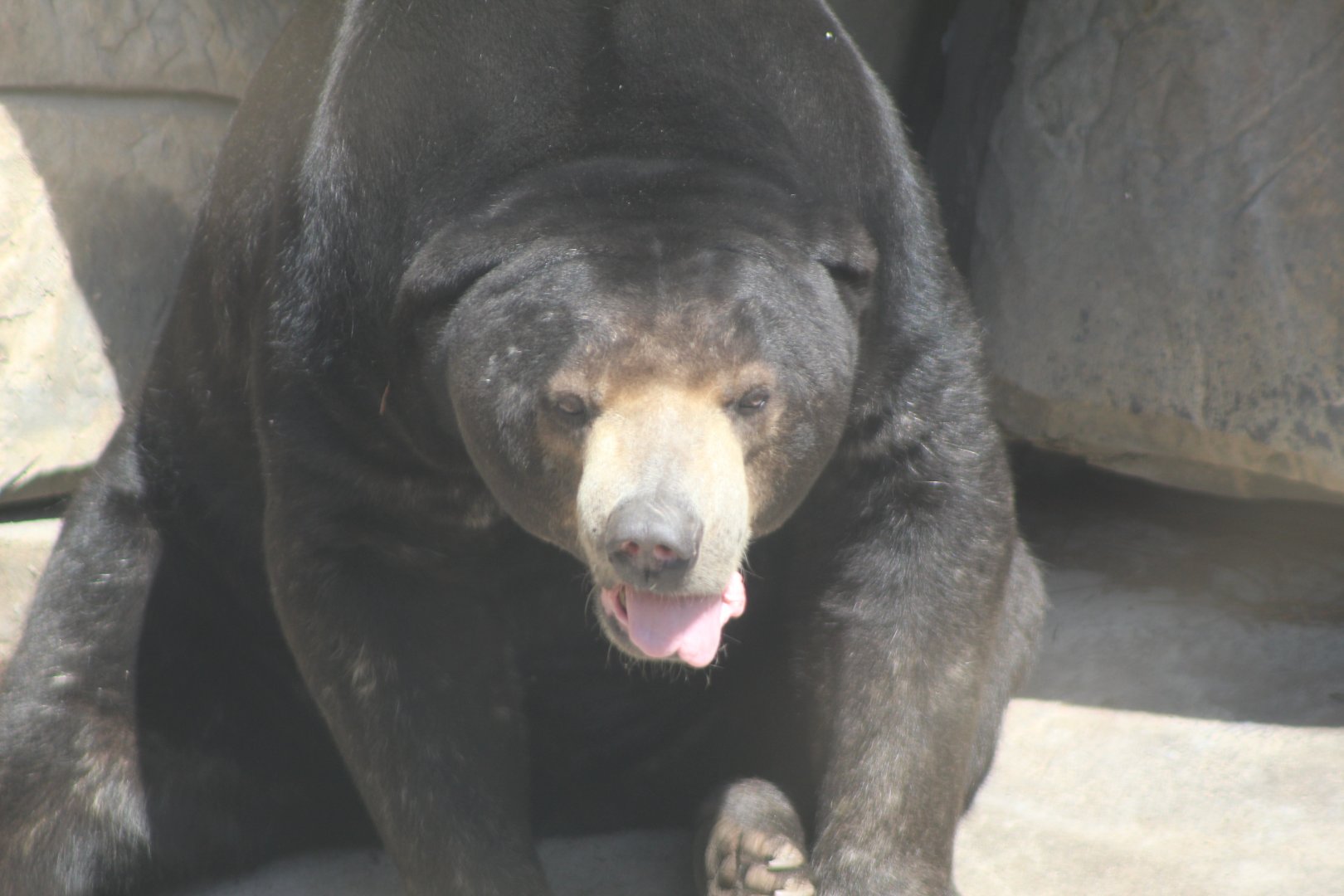 Sun Bear Close Up