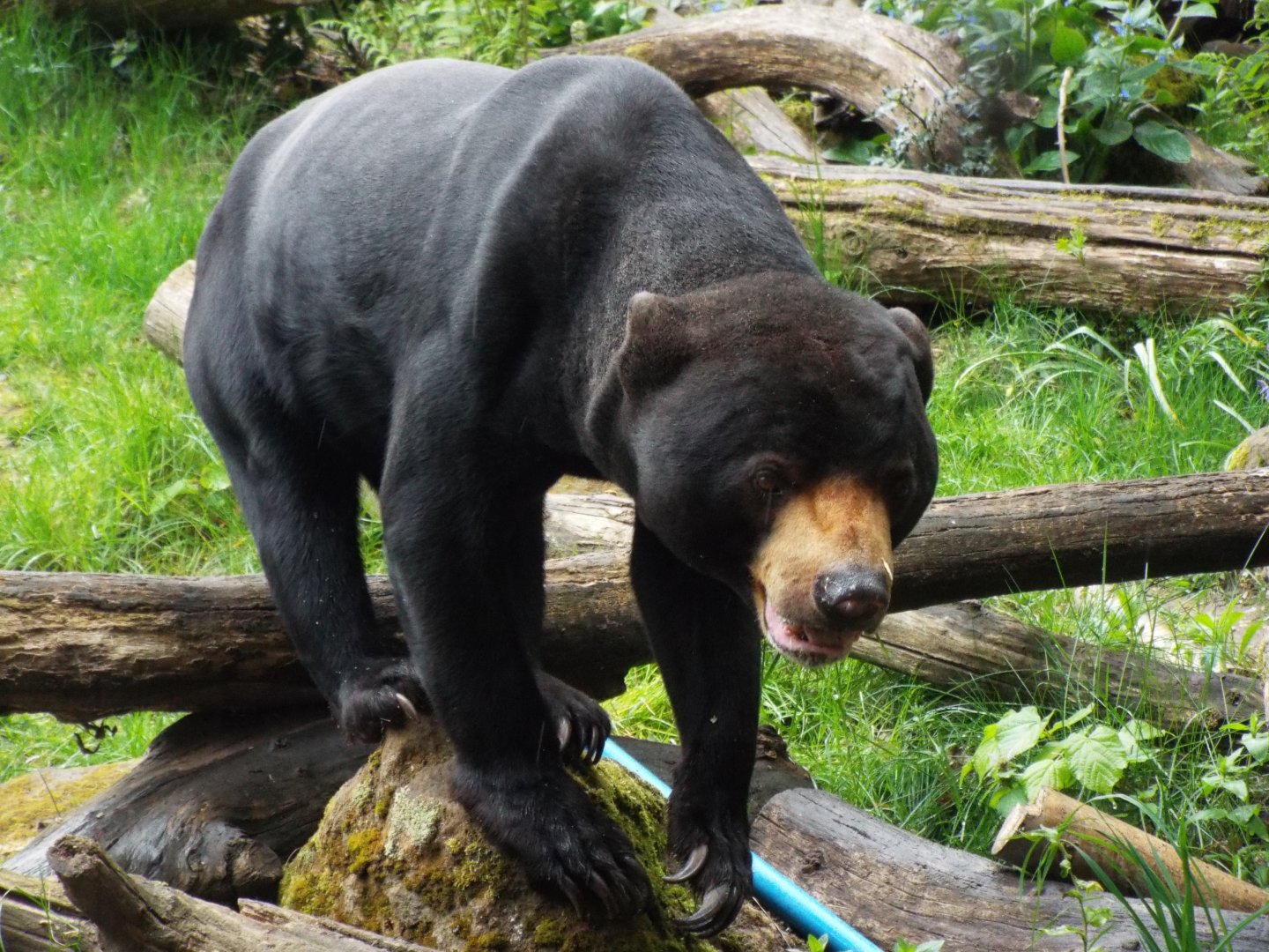 Sun Bear, Colchester Zoo