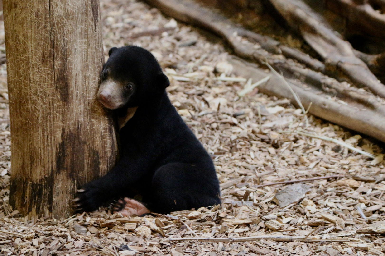 Sun Bear Cub, 19/09/18
