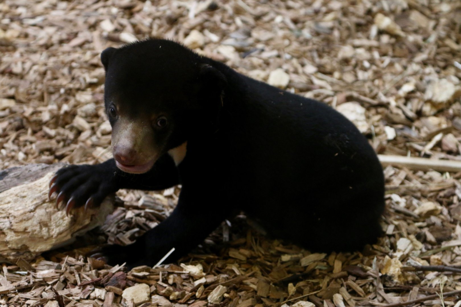 Sun Bear Cub, 19/09/18