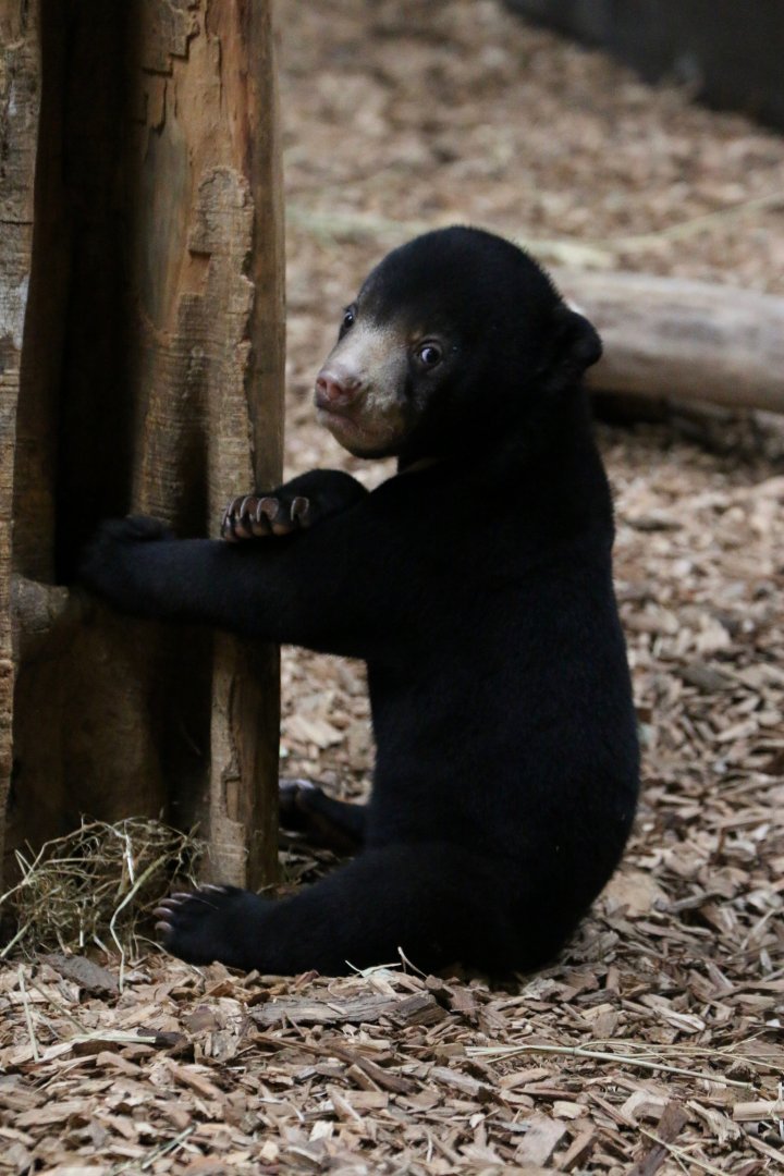 Sun Bear Cub, 19/09/18