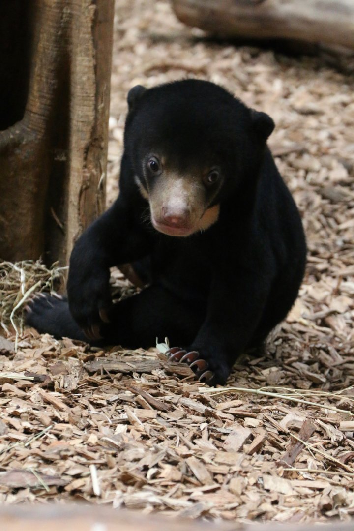 Sun Bear Cub, 19/09/18