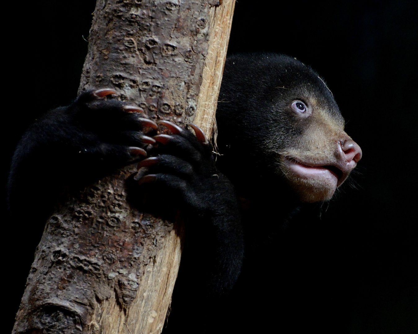 Sun Bear Cub 24/09/2018