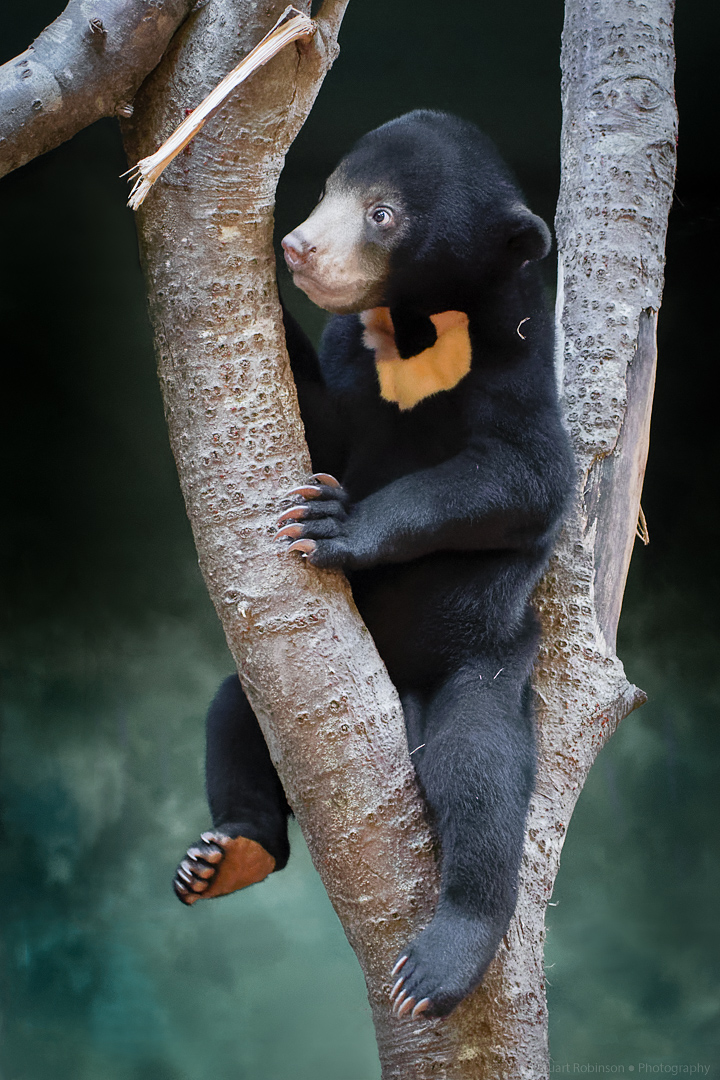 Sun Bear Cub - 27/10/2018
