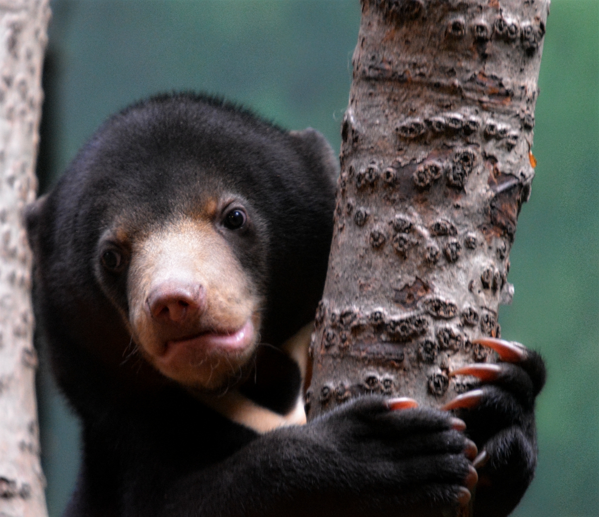 Sun Bear Cub